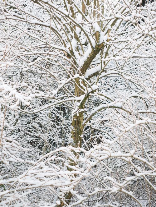 winter snow trees
