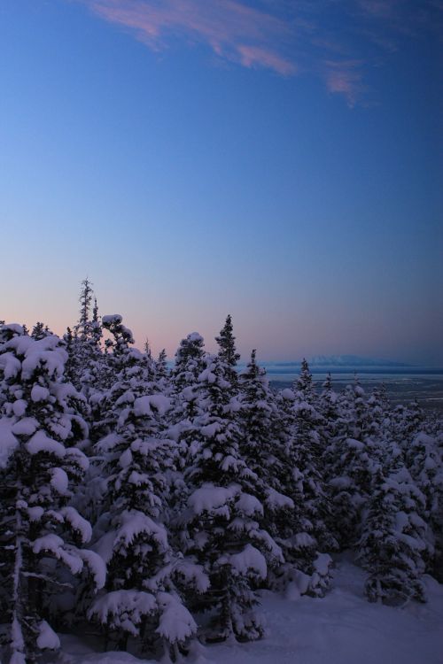 winter trees alaska