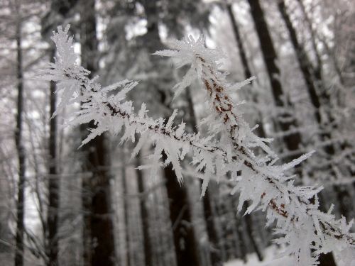 winter freeze forest