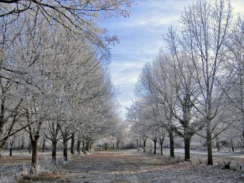 winter trees ice