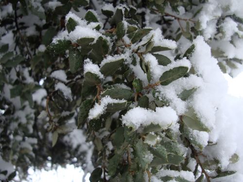 winter snow nature