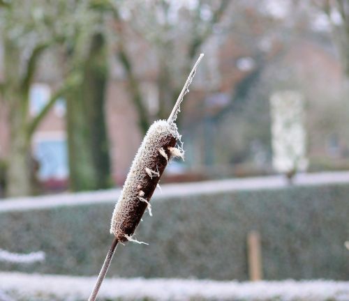 winter ice cattail