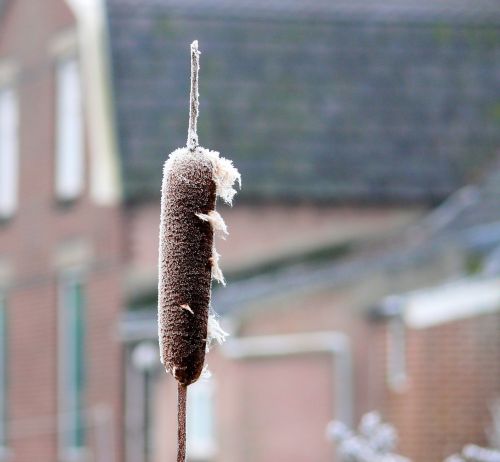 winter ice cattail