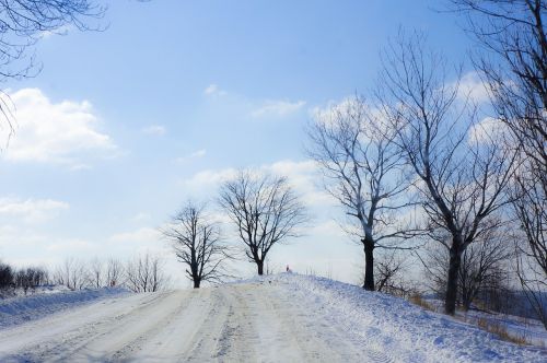 winter landscape tree