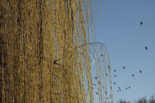 winter pasture flock of birds