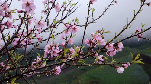 tenerife spring flower tree