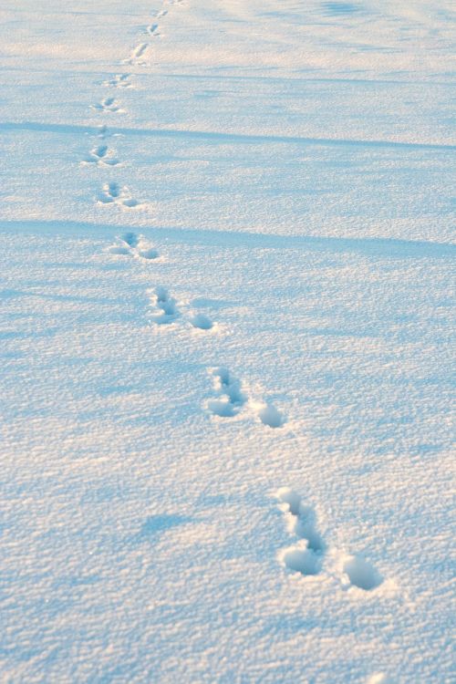 winter snow rabbit tracks
