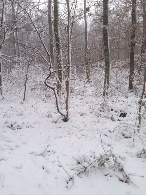 winter forest snow