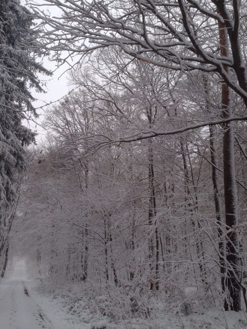 winter snow forest