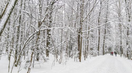 winter landscape forest