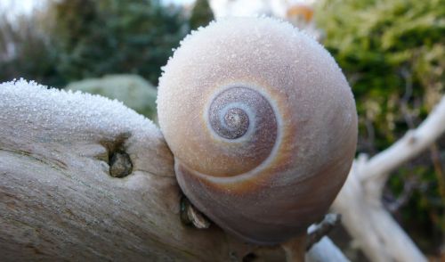 winter frost snail