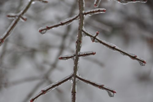 winter ice tree