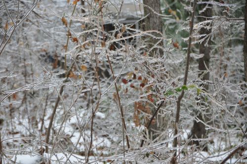 winter ice trees