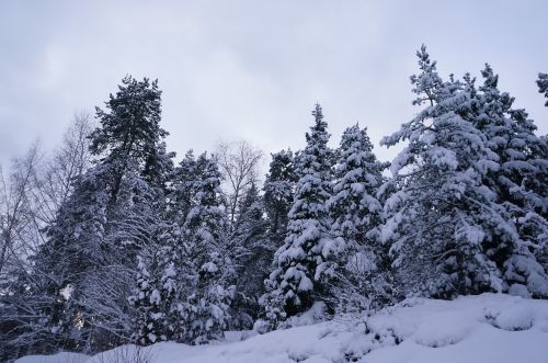 winter forest snow