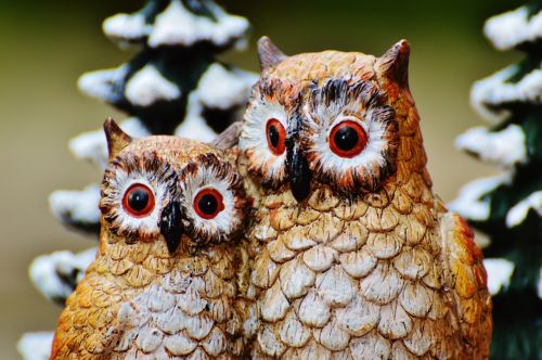 winter owls cute