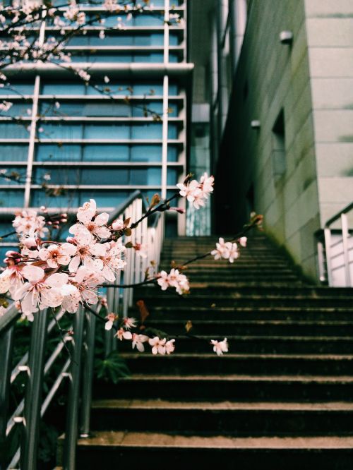 winter plum blossom campus