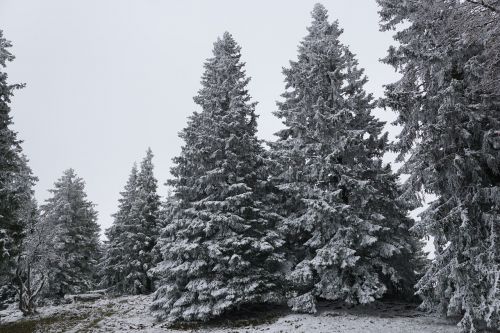 winter forest firs