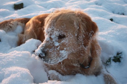 winter dog golden