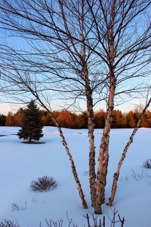 winter field tree