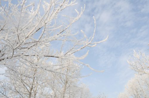 Winter And Forest