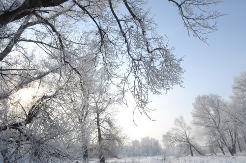 Winter And Forest