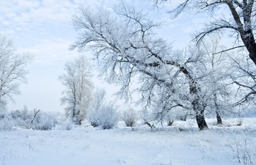 Winter And Forest