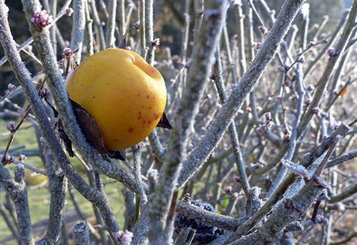 winter apple  yellow  sun