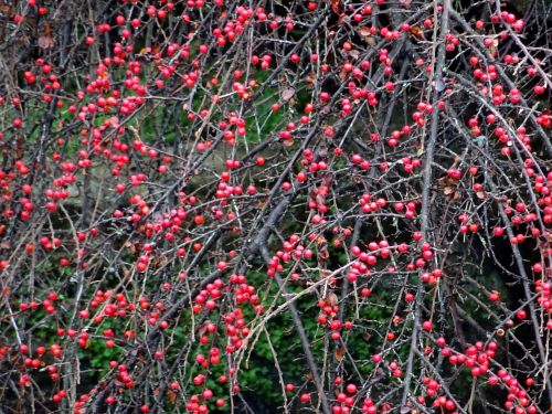Winter Berry Tree Background