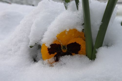 winter cold snow flower