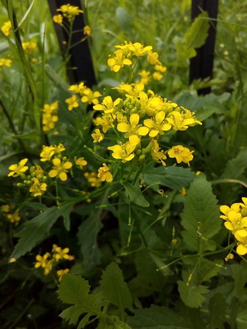 winter cress medicinal plant yellow