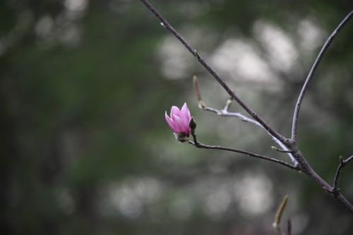 Winter Flower Isolated