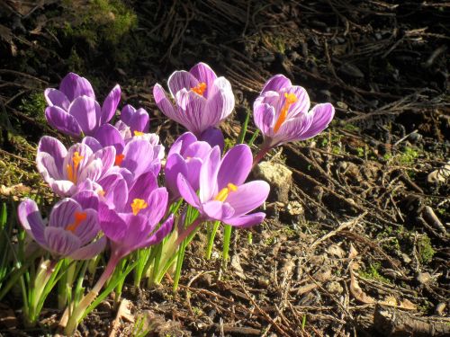 Winter Flowers