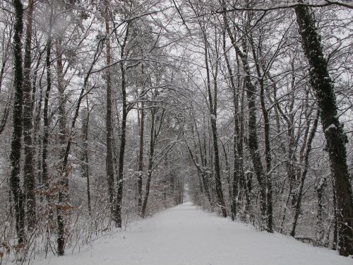 winter forest forest snow
