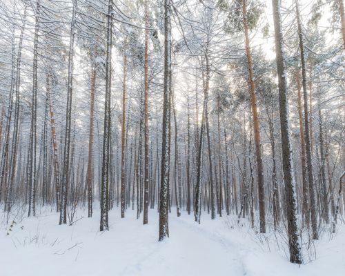 winter forest snow winter