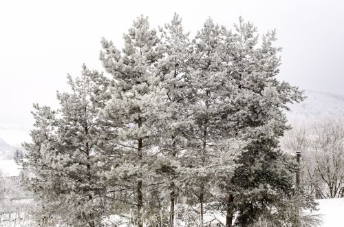 Winter Forest