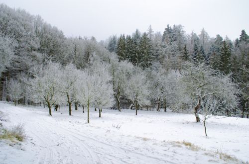 Winter Forest