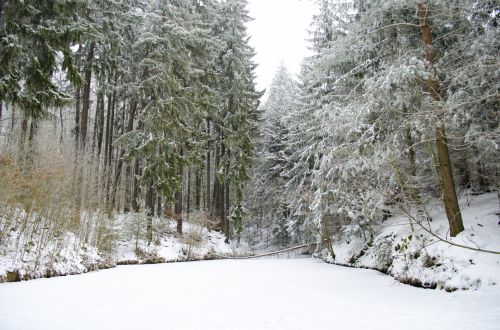 Winter Forest