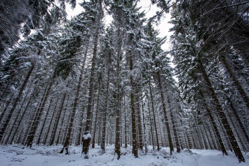 winter forest snow wintry