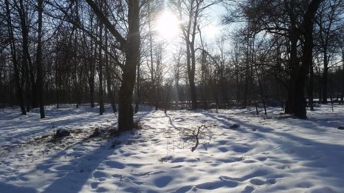 winter forest trees winter