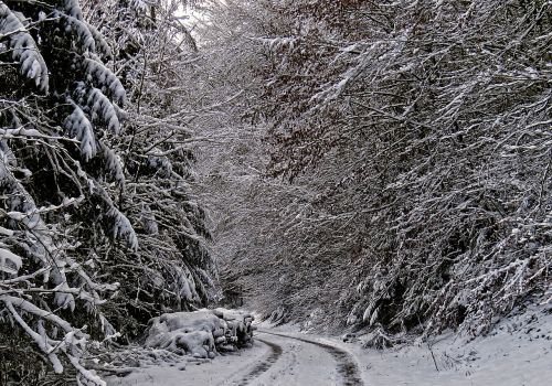 winter forest forest path snow
