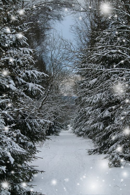 winter forest  greeting card  snow