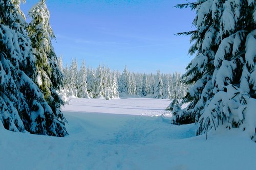 winter forest  cold  snow