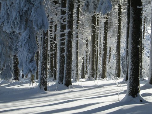 winter forest  landscape  snow