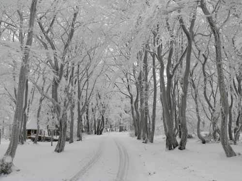 winter forest snow winter