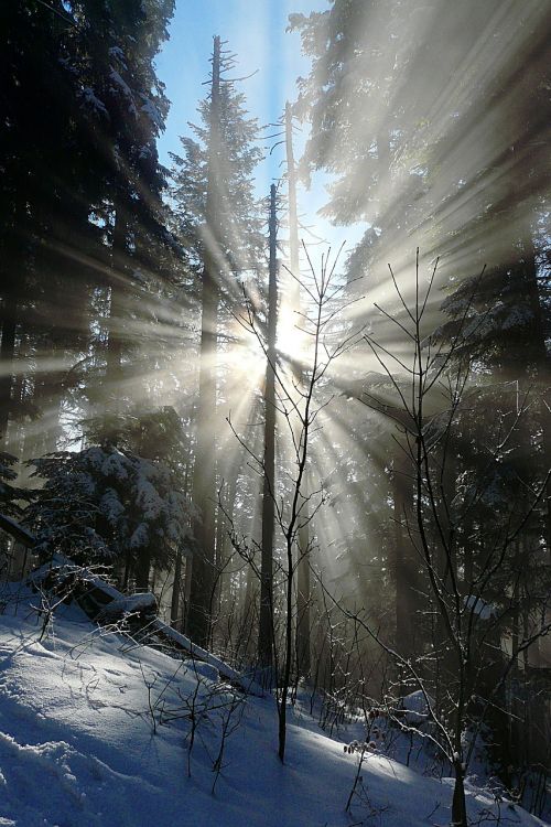 winter forest corona morning sun