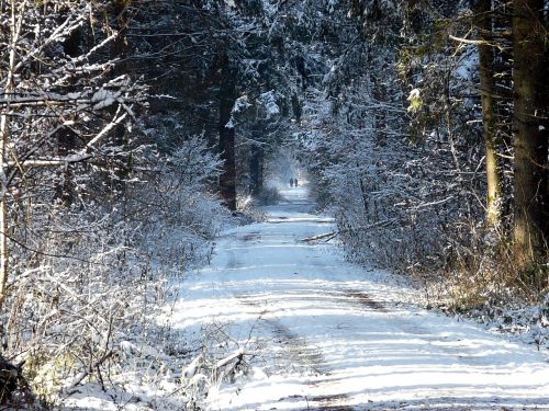 winter forest away nature