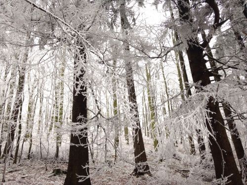 winter forest frost winter