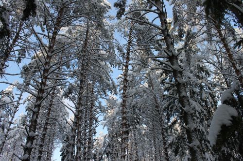 winter forest pine snow