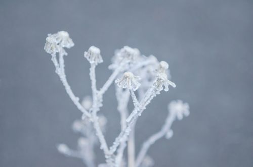 Winter Frost On The Plant