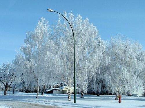 winter frost trees canada nature